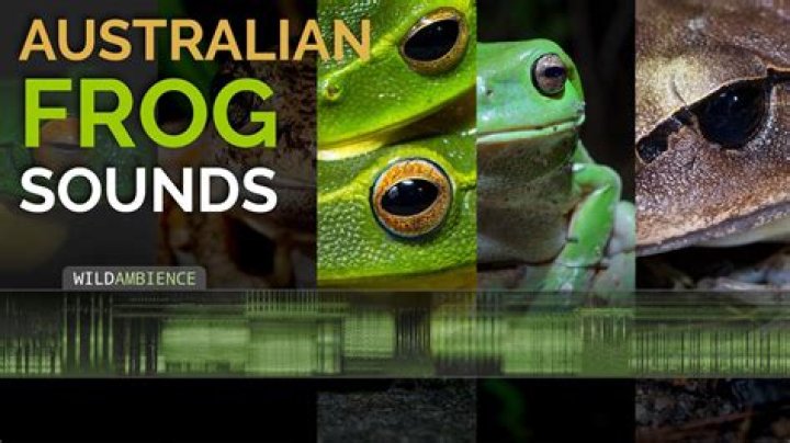 What frog makes this sound?