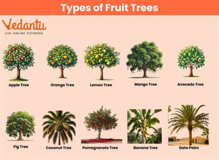 What fruit trees are deciduous