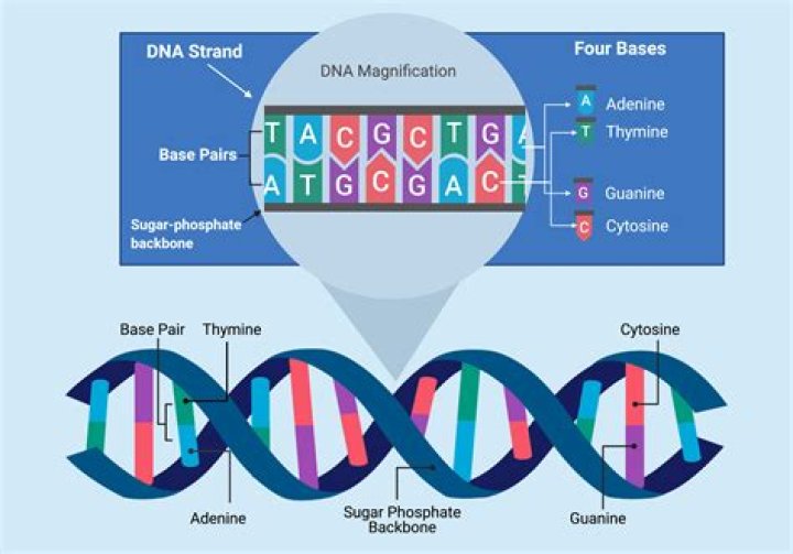 What genes does NF kB activate?