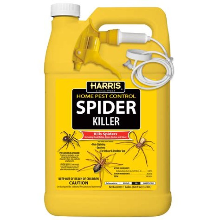 What insect kills spiders
