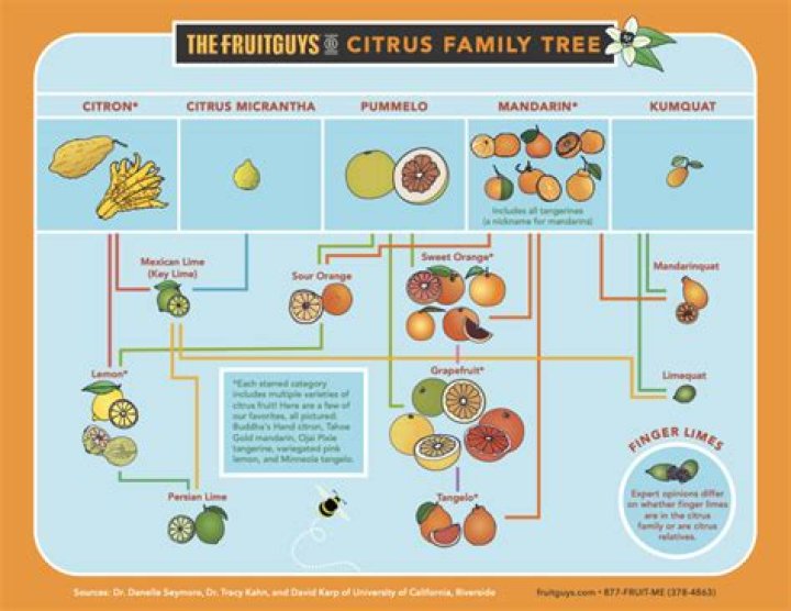What is a citrus scale