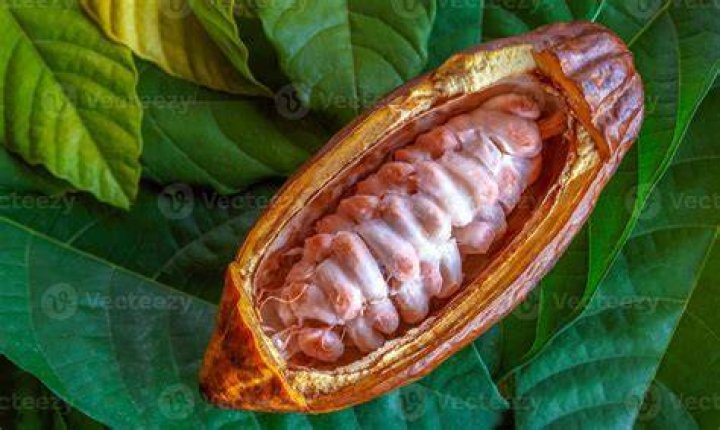 What is a cocoa pod called?