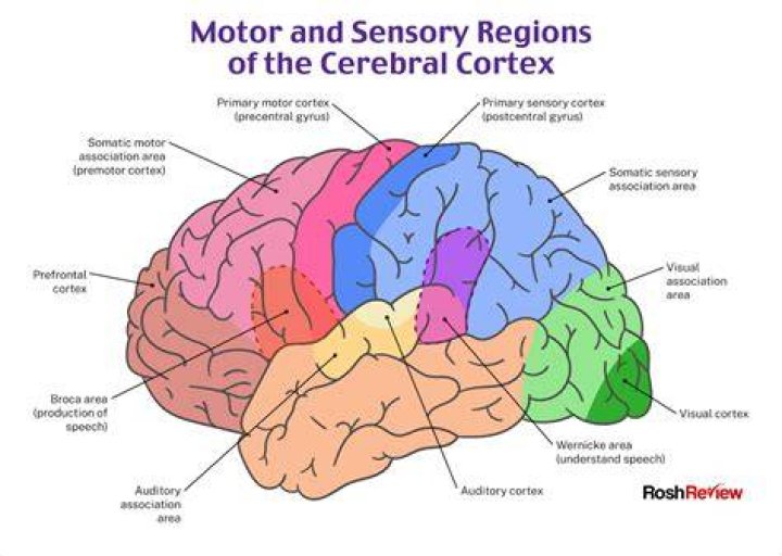 What is a cortex in the brain