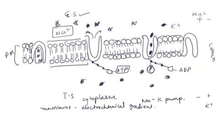 What is a K pump?