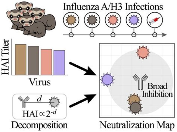 What is ah3 flu?