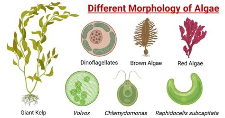 What is algae morphology
