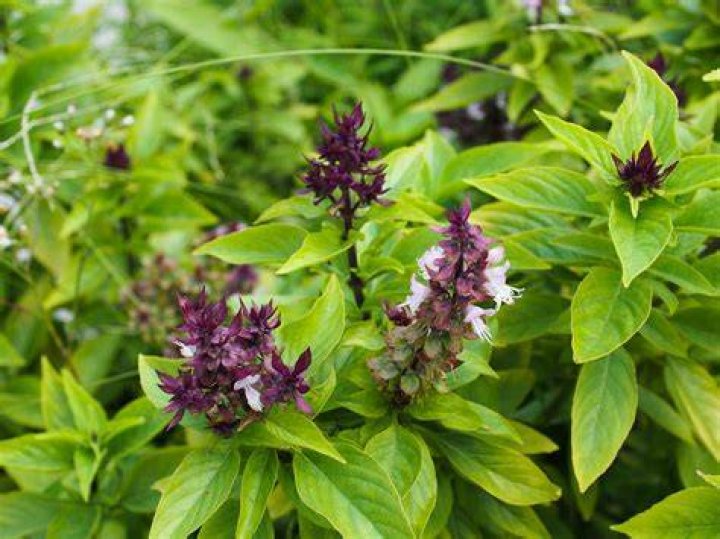 What is another name for Thai basil