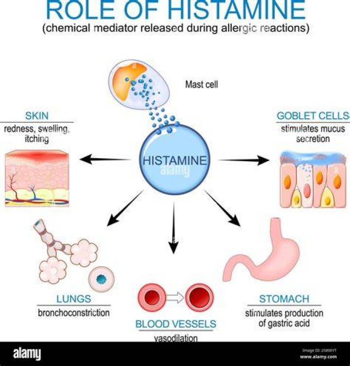 What is B histamine?