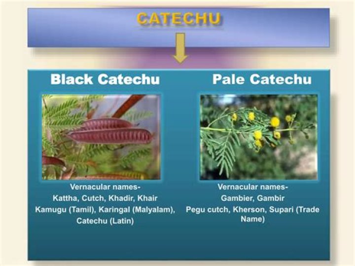 What is catechu in Marathi?