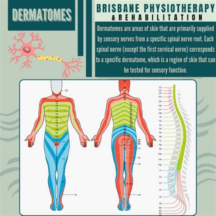 What is Dermatome testing