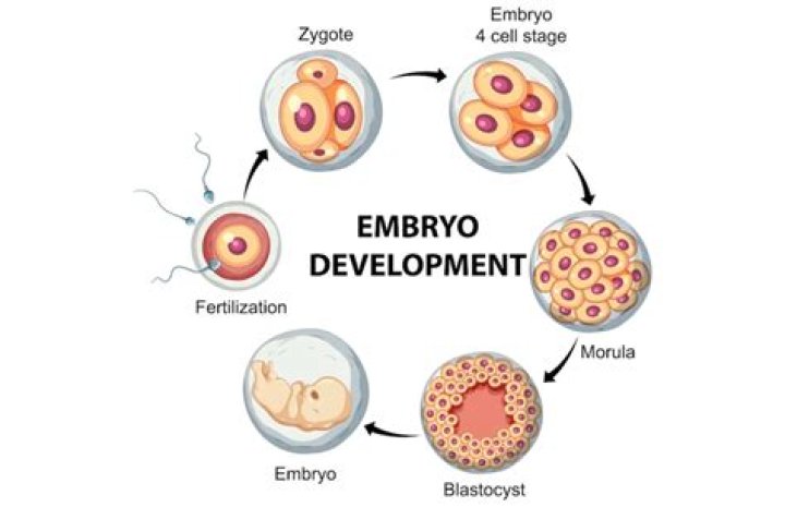 What is embryonic development in animals