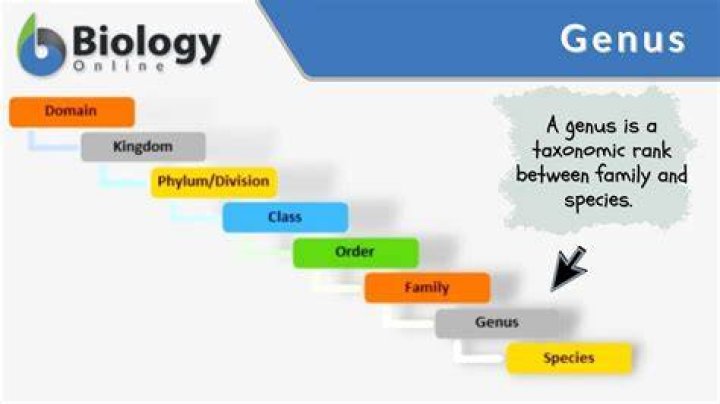 What is genus biology example