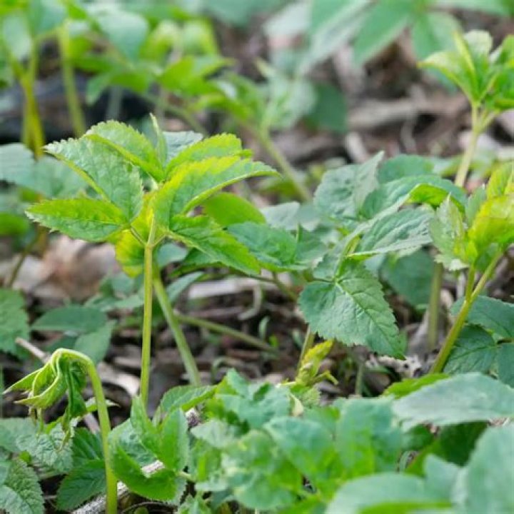 What is ground elder good for