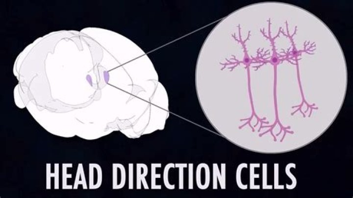 What is head direction cells?