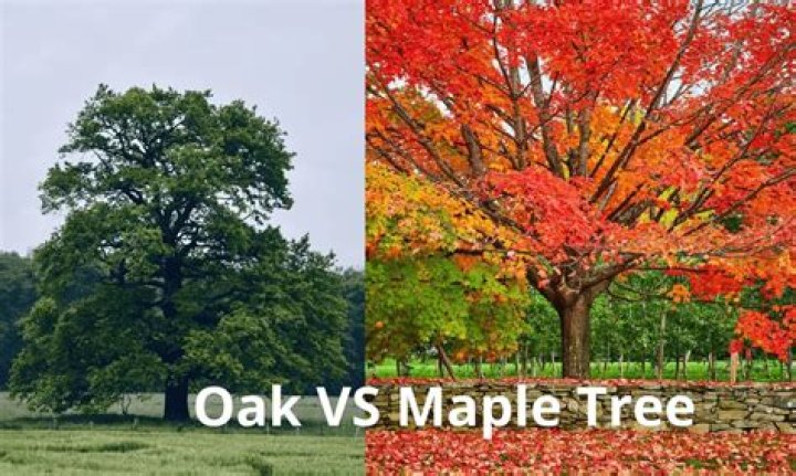 What is lighter ash or maple