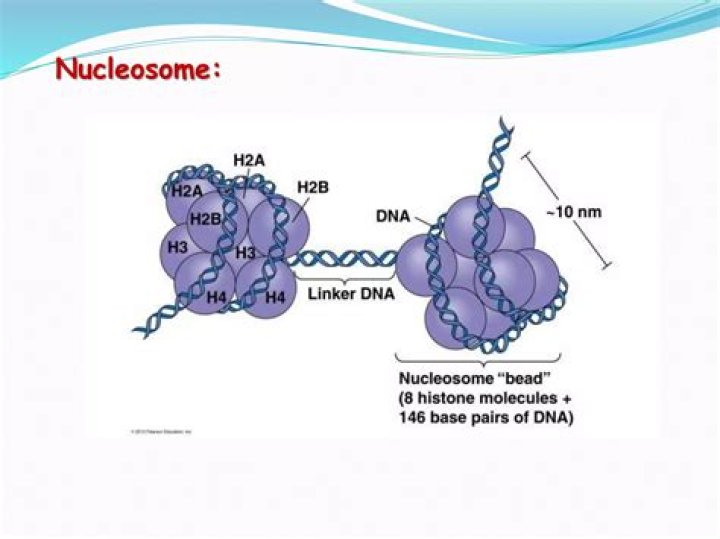 What is nucleosome positioning?