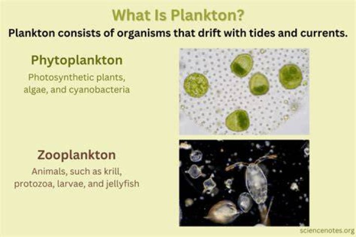 What is plankton short