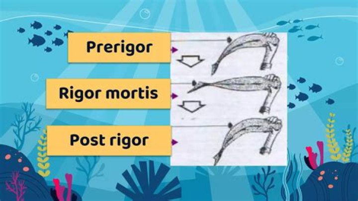 What is pre rigor fish?