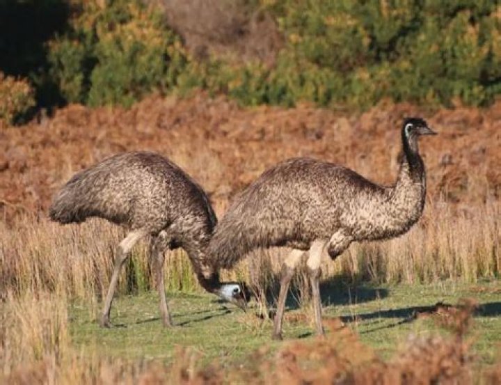 What is special about emus?