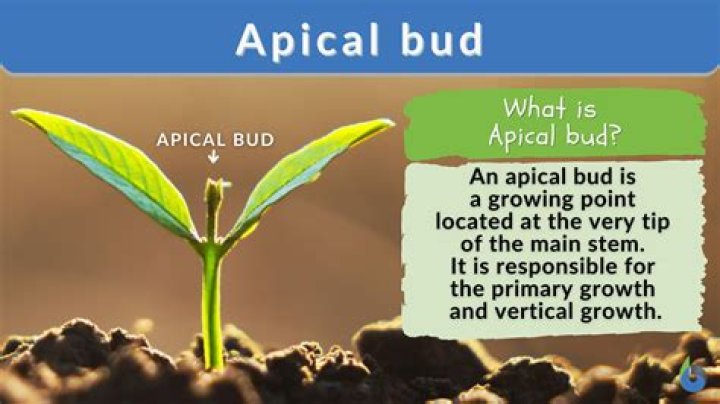 What is the apical
