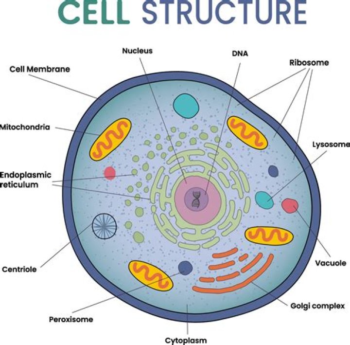What is the basic structure of synchro
