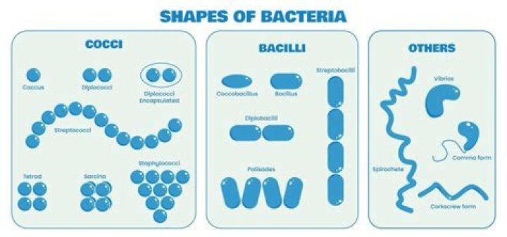 What is the difference between bacillus and coccus?