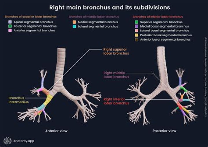 What is the difference between bronchus and lung