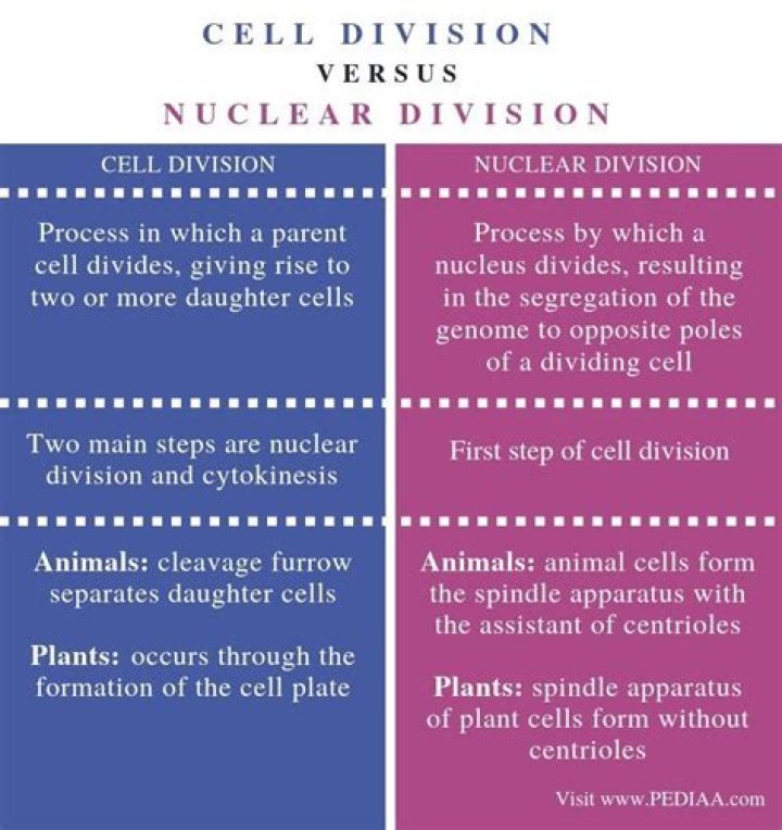 What is the difference between cell division and nuclear division