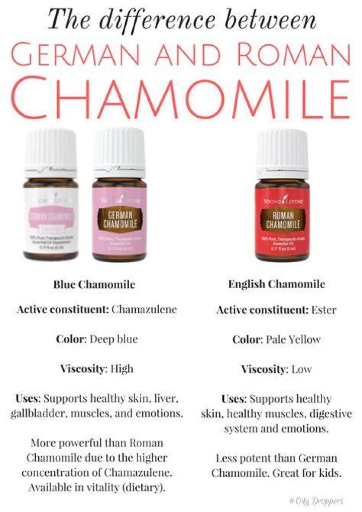 What is the difference between chamomile and Roman chamomile