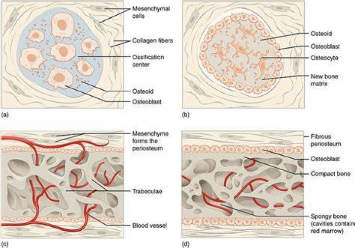 What is the difference between Intramembranous ossification and endochondral ossification
