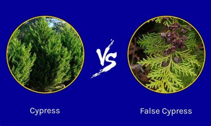 What is the difference between white and black cedar trees