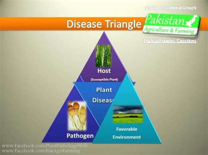 What is the disease triangle