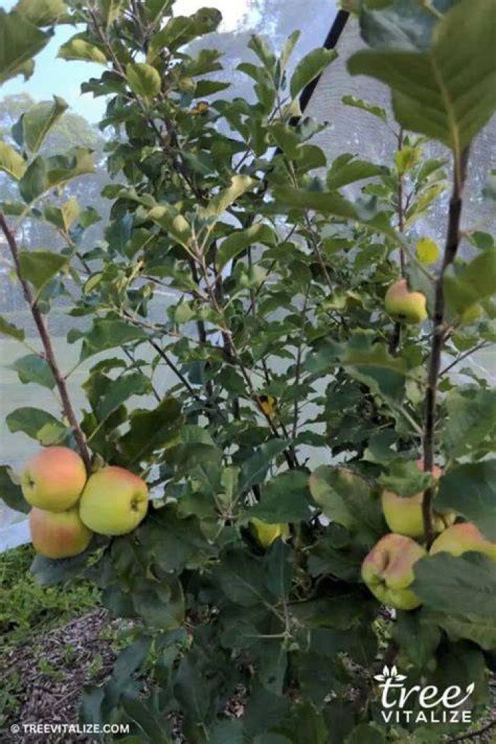 What is the fastest producing apple tree