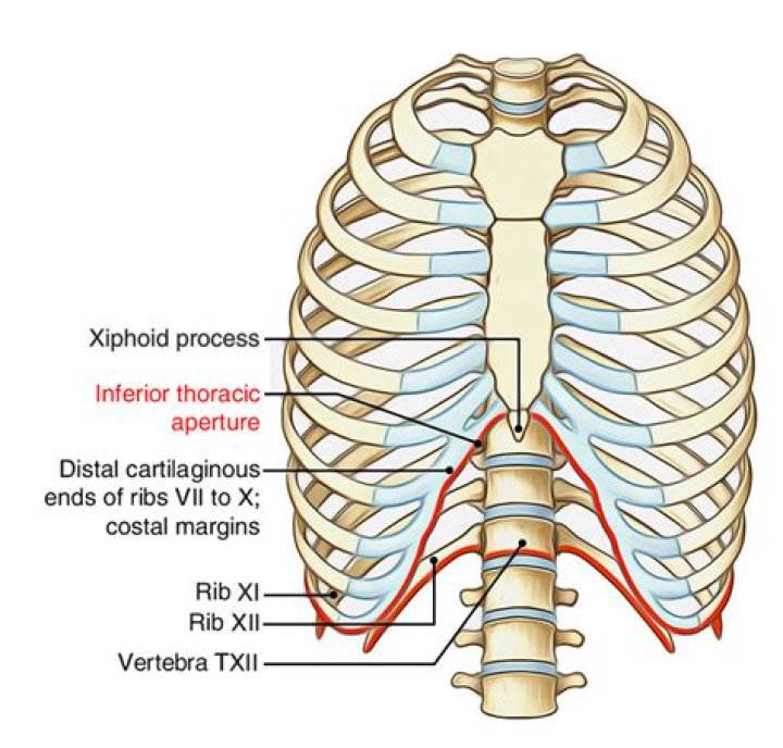 What is thoracic aperture?