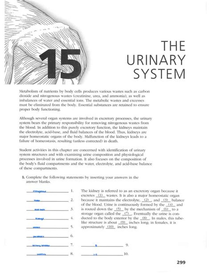 What makes up the urinary system Chapter 15