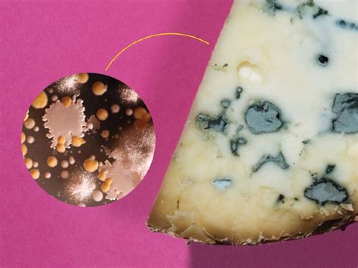 What microorganisms help make cheese?