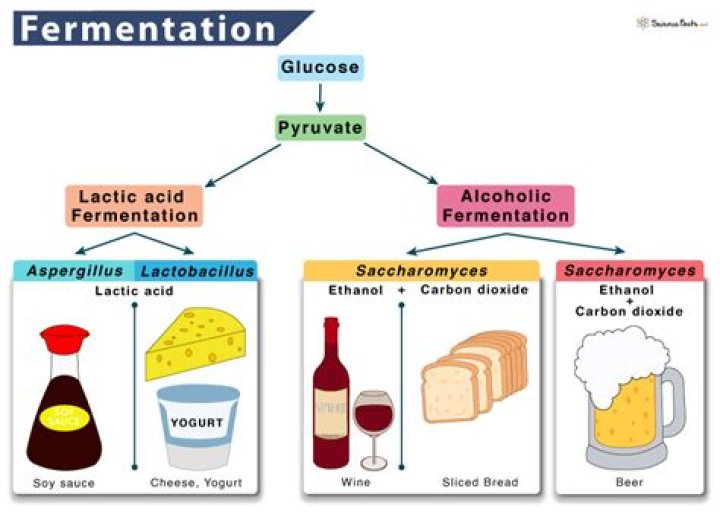 What molecules are required for fermentation