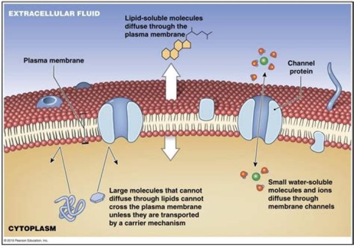 What molecules Cannot pass through the membrane