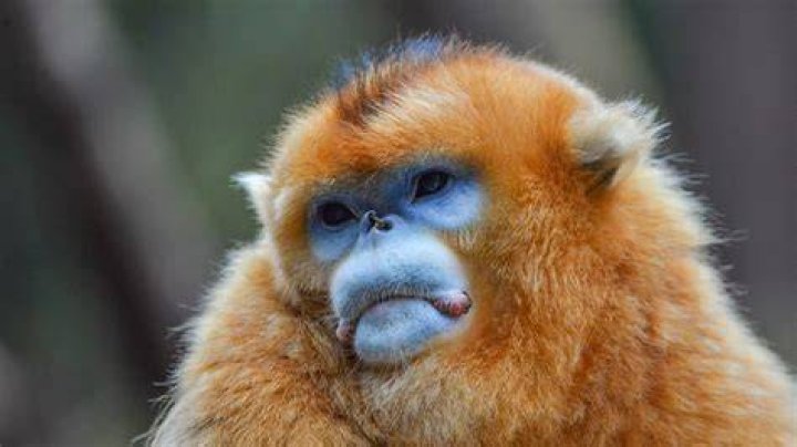 What monkey has a flat face