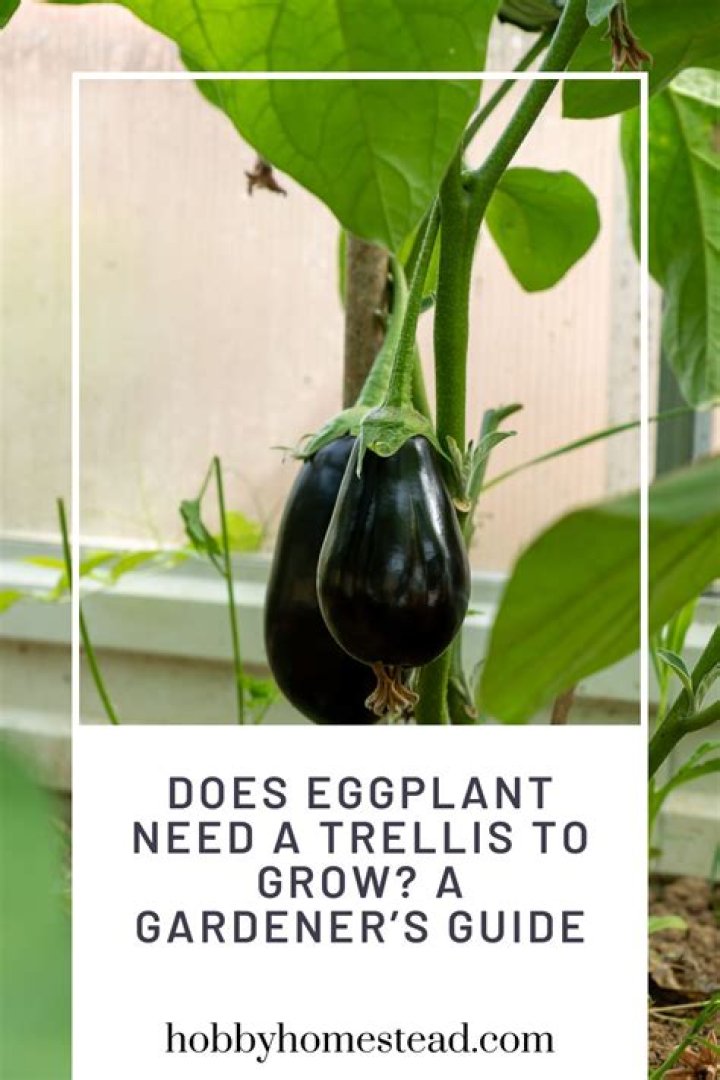 What nutrients do eggplants need
