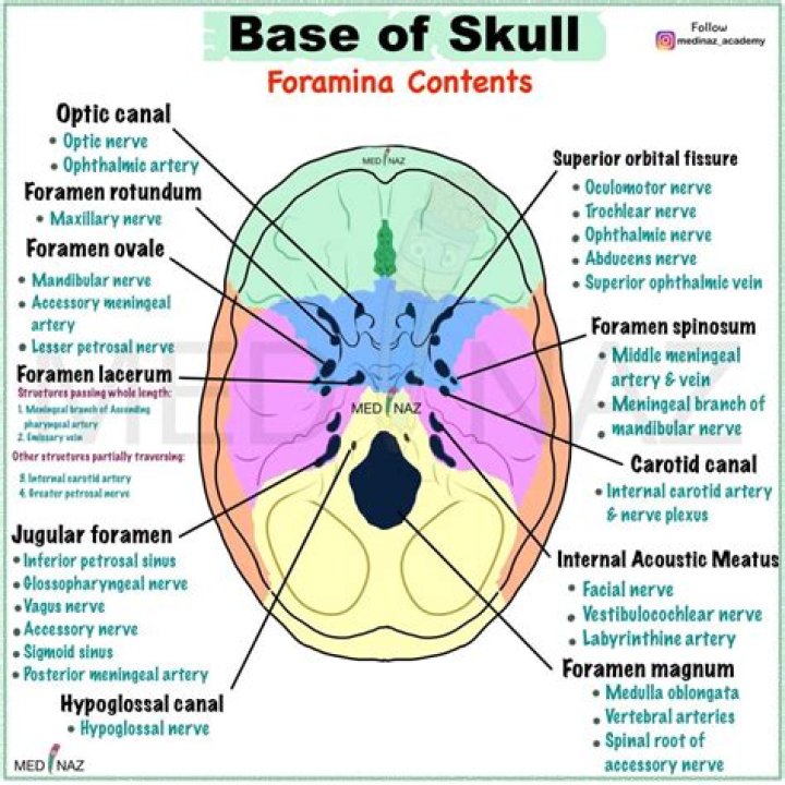 What passes through interventricular foramen