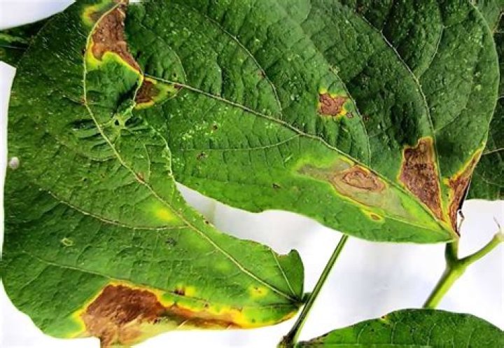 What pests eat runner beans