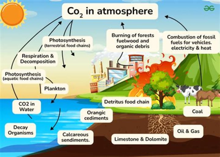 What process uses co2 from the atmosphere
