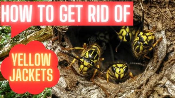 What scent does yellow jackets hate?