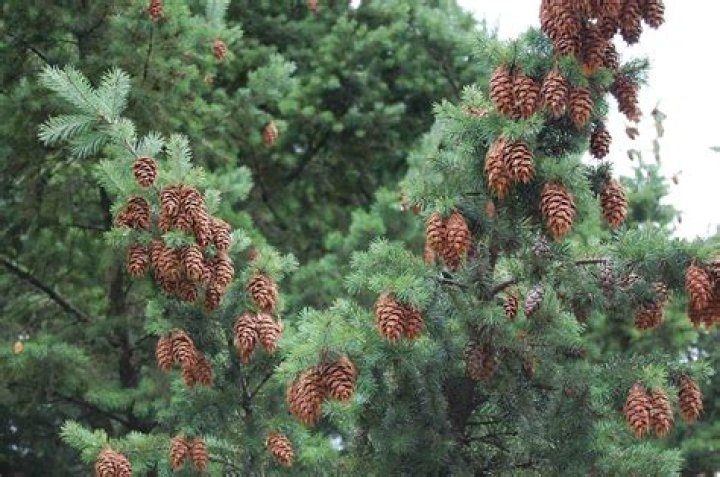 What tree do pine cones come from