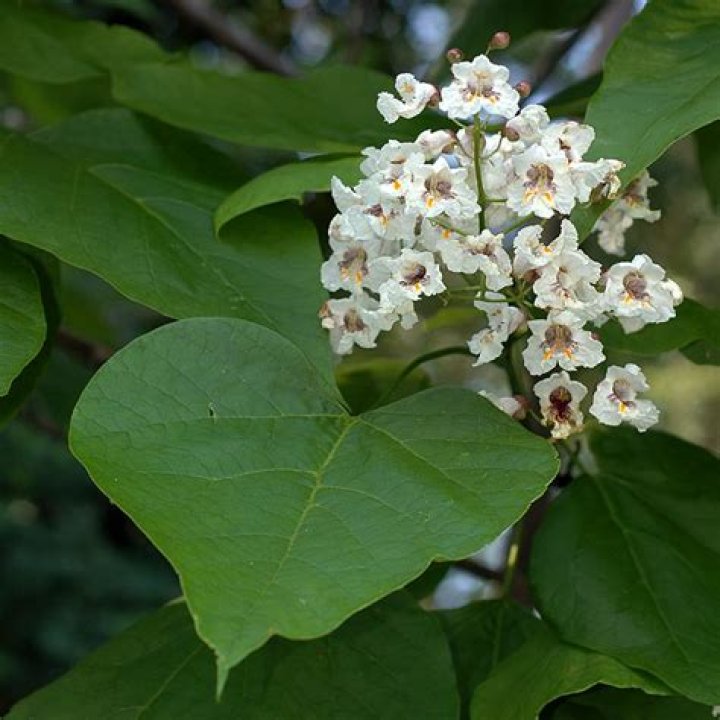 What tree has white leaves