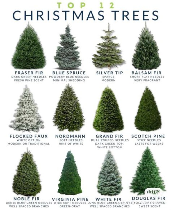 What Tree is a Christmas tree