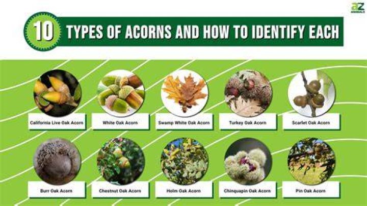 What trees are acorns from