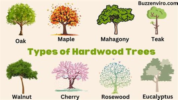 What trees are most valuable