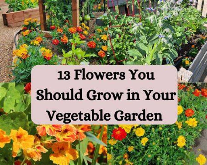 What vegetable grows yellow flowers